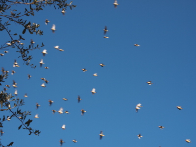 [A sky shot of about 25-30 cedar waxwings in flight.]